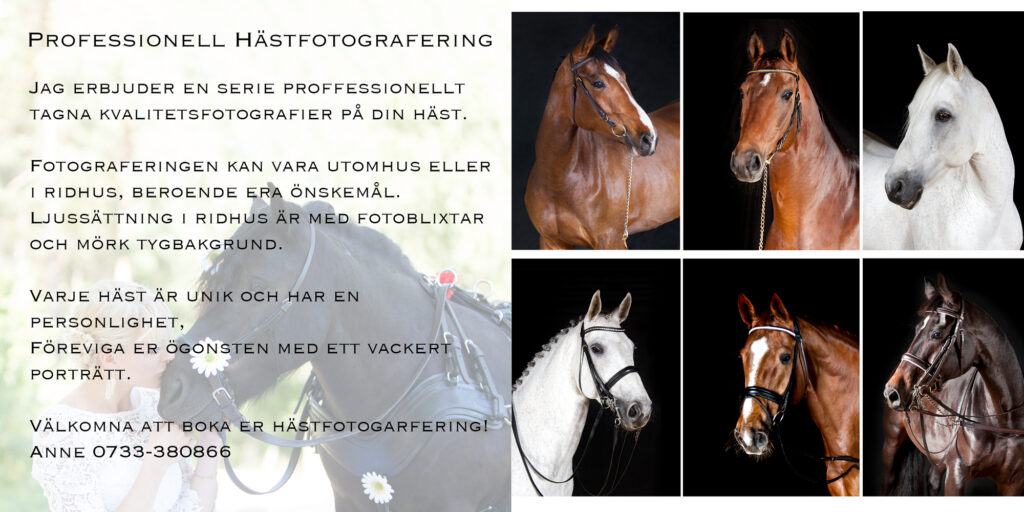 Hästfotograf